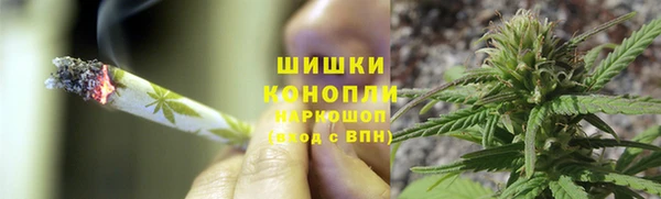 прущие грибы Вязьма